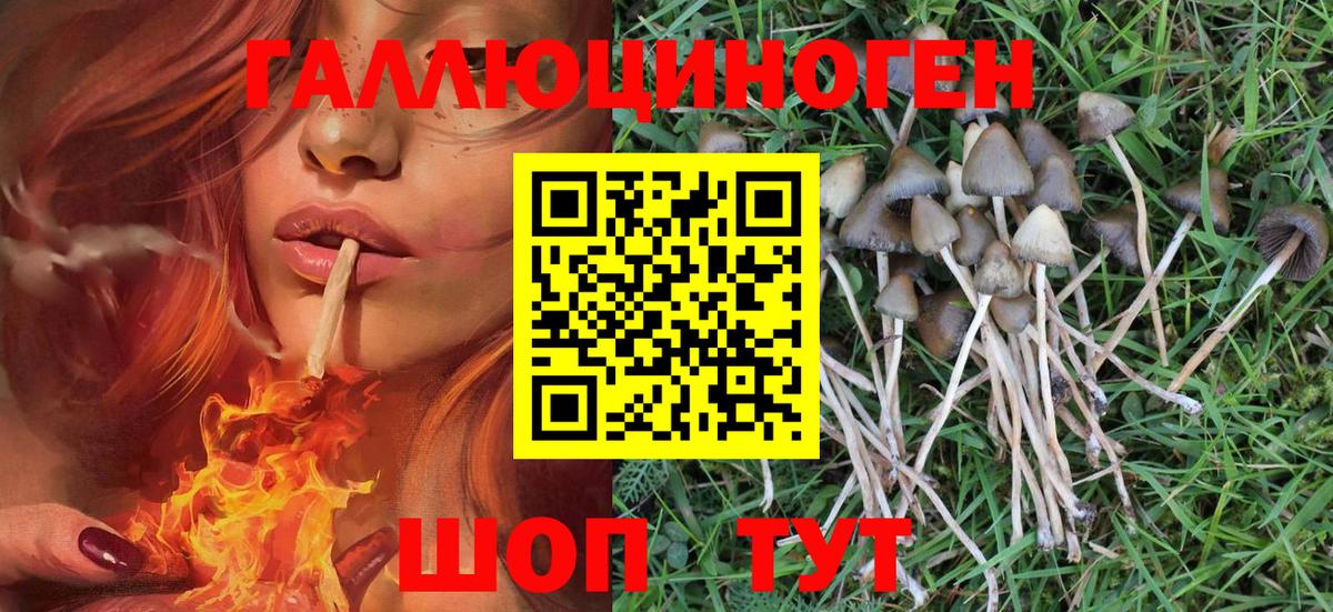 Бахчисарай  Псилоцибиновые грибы Psilocybe  Вход с VPN 